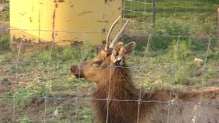 ELK VIDEO Morganville Kansas 4202010 080mpg [upl. by Aloeda]