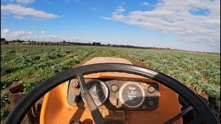 Lavorazione conto terzi con FIAT 640 e vecchio estirpatore [upl. by Laerdna]