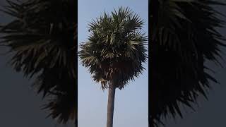 Thookkanam Kuruvis nests l BAYA WEAVERS NEST in PALM TREES [upl. by Dorran]