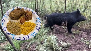 Trapped A Wild Boar Pig  Catch amp Cook Pork Gravy Sweet Corn And Smothered Okra [upl. by Anaytat]