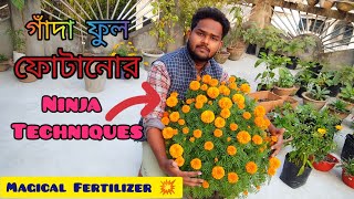 How to Grow and Care of Marigold Plant  Top Secret Fertilizer for Marigold Blooming [upl. by Ishmael871]