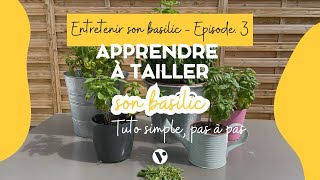 Entretenir son basilic EP3  Comment le tailler et pourquoi c’est indispensable [upl. by Rafa864]