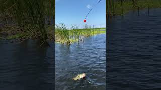 Bass fishing on Okeechobee Lake Florida [upl. by Janet429]