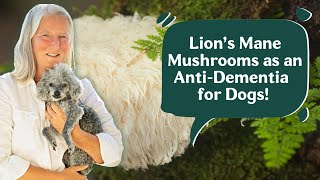 Unlocking the Power of Lions Mane Mushrooms Can They Really Fight Dog Dementia [upl. by Ergener921]