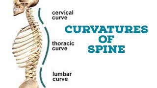 Curvatures of vertebral column [upl. by Naujud]