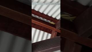 Australian backyard pets 4 snakes in one roof [upl. by Barrett]