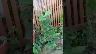 Parijat plant parijat short gardenshorts gardenvlog youtubeshorts tranding plant viralvideo [upl. by Jauch]