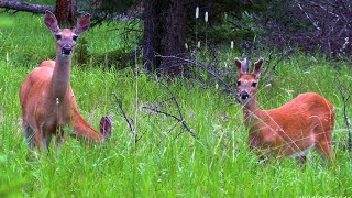 WhiteTailed Deer Family [upl. by Ardnaed]