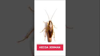 Kecoa Jerman  Blattella Germanica  German Roaches [upl. by Ferguson]