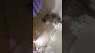 Cat Destroys Bathroom [upl. by Kelli]