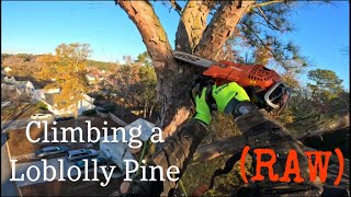 Climbing a Loblolly Pine One Saw for the Whole Tree [upl. by Amikat]