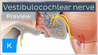 Vestibulocochlear nerve anatomy and function preview  Human Neuroanatomy  Kenhub [upl. by Imef]