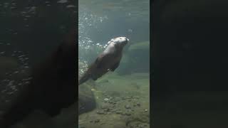 Otter Playing [upl. by Wendolyn48]