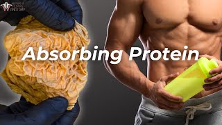 From Mouth to Muscle How Your Body Absorbs Protein [upl. by Feola]