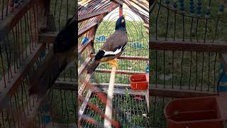 myna bird singing viral myna shorts [upl. by Neenaj]