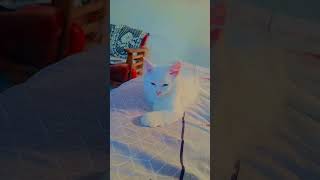 Altu jalaltu Cat funny 🤣 cat funny memes aniamls [upl. by Nesbitt752]