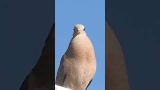 O canto da pomba avoante birds canalaves aves observacaodeaves birdsound cantodeaves [upl. by Analram]