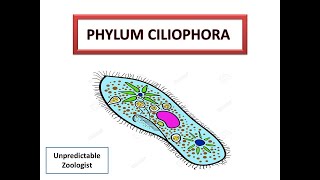 Phylum CiliophoraProtozoa [upl. by Gabrielli]