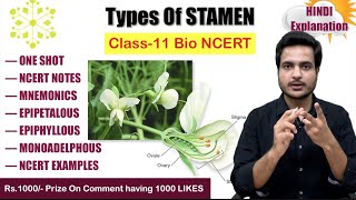 Types of stamen  flower morphology  Class 11 biology video  NCERT  MBBS BABA 🌸 [upl. by Dustman829]