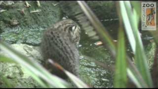 My First Fishing Trip  Fishing Cat at Newquay Zoo [upl. by Amaryllis340]