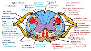 Ascending and Descending Spinal Cord Tracts Made Easy [upl. by Iah185]