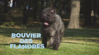 Bouvier des Flandres Dog Breed 101 4k Video [upl. by Sessilu]