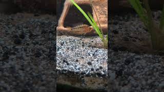 Apistogramma macmasteri waterspeaks tommyjames [upl. by Rutan]