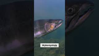 ŁOSOSIE I ICH PERFERKCYJNA NAWIGACJA akwarystyka fish aquarium ciekawostki [upl. by Watt]