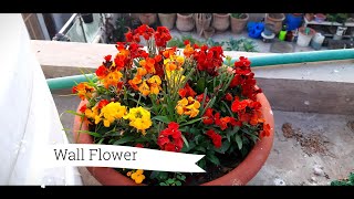 Erysimum Wallflower  Winter Flower  How To Sow Wallflower Seeds  Growing From Seeds Collect Seeds [upl. by Mikey273]