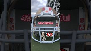 Golden Retriever Ask Ready For Football 49ersstadium dog 49ers goldenretriever shorts [upl. by Zima45]