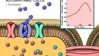 Interactive Physiology Cardiac Action Potential [upl. by Alisa]