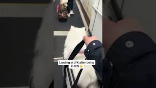 ICN to JFK shorts travel pomeranian [upl. by Mcclain]