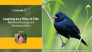 Leaping as a Way of Life Behavioral Ecology of a Neotropical Bird [upl. by Oletha]