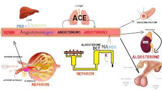 ⭕ شرح مفصل خطوة بخطوة لـ  Renin Angiotensin Aldosterone System [upl. by Ixel]