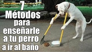 7 Métodos para enseñarle a tu perro a ir al baño Hacer sus necesidades [upl. by Emil]