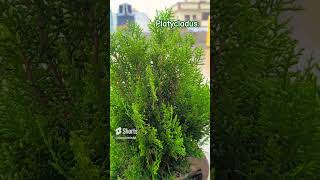 Platycladus is a monotypic genus of evergreen coniferous trees in the cypress family Cupressaceae [upl. by Cele854]