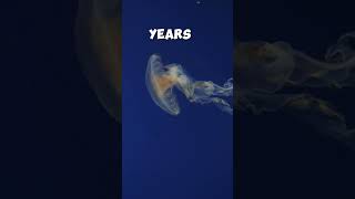 Meet the Immortal Jellyfish 🪼 It Can Live Forever MindBlown naturefacts [upl. by Nivalc]