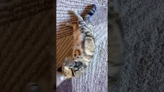 Chat en train de chill cat chatonmignon chaton kitten cute chatonmignon [upl. by Radbun480]