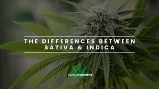 The differences between INDICA and SATIVA [upl. by Graehme]