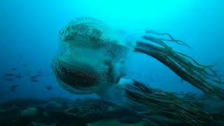 The Chirodectes Maculatus an incredibly rare genus of box jellyfish EXPLAINED‼️ [upl. by Aivul733]