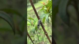 Black amp White striped Weevil shorts trending insects weevil [upl. by Ellenohs]