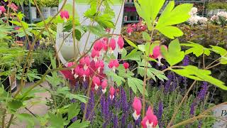 Dicentra spectabilis Old Fashioned Bleeding Heart❤️❤️ A Hardy Tough Tenacious Elegant BEAUTY [upl. by Nytsirk]