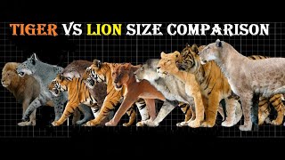 Tiger VS Lion Size Comparison  Lion VS Tiger Size Comparison LiViNG And EXTiNCT [upl. by Merwyn]