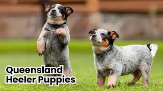 Queensland Heeler Puppies From Pup to Partner [upl. by Laws]