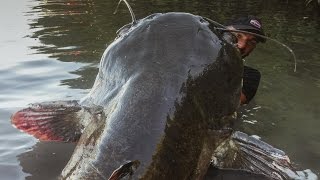 Incredible Huge Catfish 85 feet  250 LBS  HD by Yuri Grisendi [upl. by Derfnam]