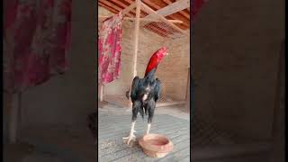 My Shamo Breeder full height Male😍🥰 love birds trending funny [upl. by Zindman221]