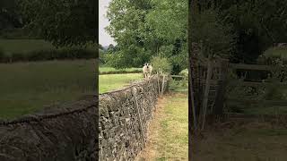 Derbyshire Gritstone gimmer lamb [upl. by Siuluj]