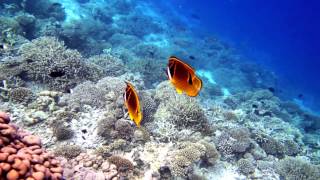 House reef snorkeling in Vilamendhoo Resort [upl. by Nakre]