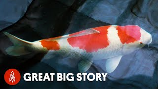 Japan’s King of Carp Breeds Million Dollar Koi Fish [upl. by Burkle424]