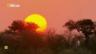 Wild Sudáfrica  ASESINOS DEL KALAHARI [upl. by Adiel892]